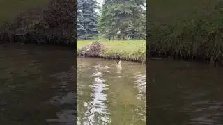 Cute ducks 🦆🦆 tip upside down to eat