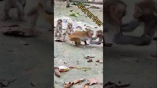 Most Attractive & Funny Family Monkey Clip | Secret To Live  For Animals #cute