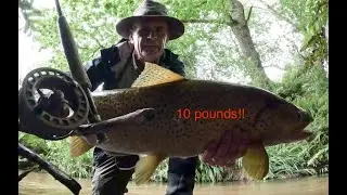 you won't believe the size of this giant 10lb wild brown trout, caught in a tiny spring creek, c & r