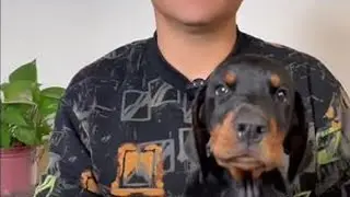 德系杜宾犬耳朵多久立好 #杜宾 #杜宾犬 #德系杜宾 #杜宾幼犬 #康诚杜宾