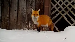 Pregnant & Injured Fox Mom Faces Harsh Winter, But She Is Not Alone
