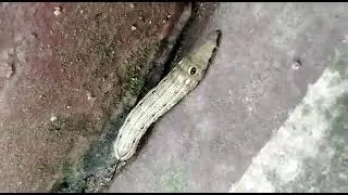 Xylophanes tersa##tersa sphinx##टेरेसा स्फिंक्स#moth #catepillar ##video