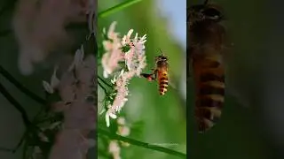 Macro photography with Apexel 100mm 4k macro lens 😍🔥 #nature #photography #macrolens #shorts