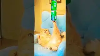 cats balancing is insane_cats_dogs _balanc #trollface #edit #viral