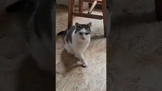 My blind cat. He relies on me to be his eyes and ears. #shortsvideo #shorts #cats #blindcat #pets