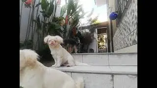 Frozen y Falkor Pequineses Albinos
