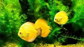 Why Does Your Fish Tank Smell Bad? | Aquarium Care