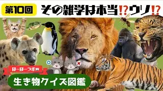 【ウソ雑学 vs 本当の雑学】あなたはいくつ見抜ける？🧠昆虫・猛獣・海の生物から厳選20問クイズ＃10