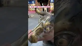 Visiting a Japanese Shrine Good Luck Bull Statue