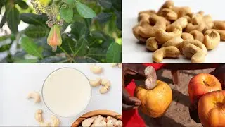 L'Anacardier/ Noix de Cajou: M&eacute;dicinal, Alimentaire et Cosm&eacute;tique