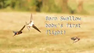 Barn Swallows fledge...too early?  part2 First Flight!
