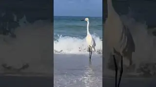 Beach sounds #ocean #beach  #beachvibes #birds