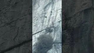 4253: Cliffside goats amaze on vertical Huashan slopes in China