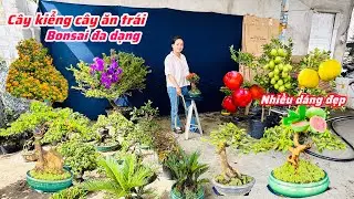 Cây kiểng,cây ăn trái bonsai đa dạng nhiều dáng đẹp chào bán..25/12😘📲 0334.270.232.Bích-Nhung