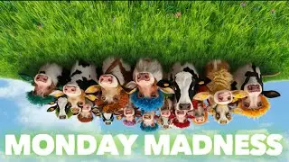 Monday Madness Lets Discuss The Chaos of The Tubes