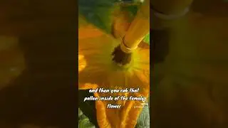 Master Your Garden: Easy Steps to Self-Pollinate Pumpkins Using a Brush! 🎃🖌️ #GardeningTips