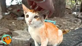 Stray Cat Calls Out For Help In a Busy Street | Cuddle Buddies
