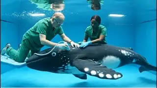Heroes Dive Into the Storm to Save a Baby Whale from the Cyclone!