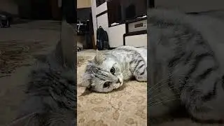 Чо ты орёшь?!? #cat #юмор #веселыекоты #прикольныекоты #кот #видосыоткота #котики #котик#смех #коты