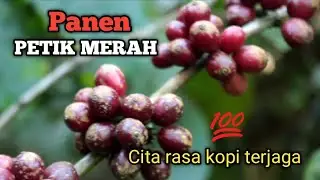 PANEN PETIK MERAH MENJAGA KUALITAS DAN CITA RASA KOPI