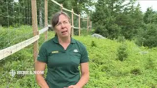Moose fences to protect ... trees?