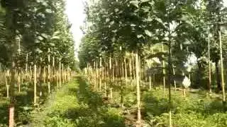 Teak plants mob 9763396793 / 9822050489