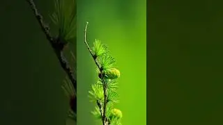 Beauty Of Nature With Wallpaper| Best Nature Wallpaper | Best wallpaper of 2023 |