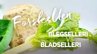 Hvad er forskellen p&aring; blegselleri og bladselleri? high on life by Mads Bo giver dig svaret
