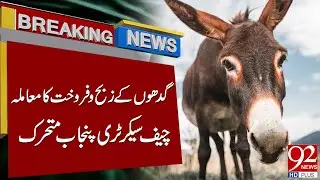 Donkey Slaughter & Sale Case | Punjab Chief Secretary Takes Action | 92NewsHD