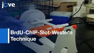 Proteins Bound To Nascent DNA-Mammalian Cells: BrdU-ChIP-Slot-Western Technique l Protocol Preview