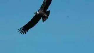 El Vuelo del Condor