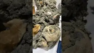 FOSSILIZED CLAMS
