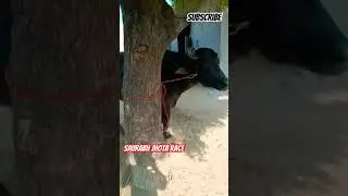 टॉप कंडीशन 💥#jhota #बैल #cow #race #bull #farming #jhotarace #shortsvideo  #shorts #subscribe