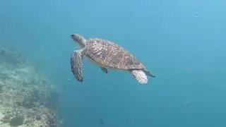 EXPERIENCE THE AMAZING UNDERWATER WORLD IN ( MUSANDAM  2019 )