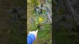 Update to hrdyo organic Dr earth.