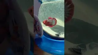 Red head FCCP Betta #copper #bettafish #anirudh #tamil