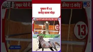 Rajasthan News: A horse worth 15 crore rupees in Pushkar! #youtubeshorts #shorts #ytshorts #yt