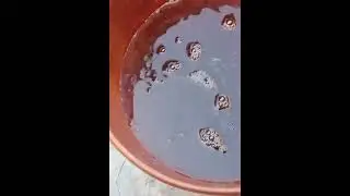 Best organic liquid fertilizer for leafy vegetables blood meal fertilizer 