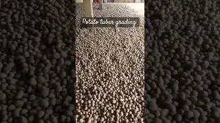 Potato tuber grading #agriculture #farming #potato #agriculture #farmer #kisan #shorts #shortvideo
