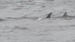 Bottle Nose Dolphins Filmed From The Torry Battery, Aberdeen