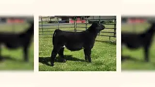 Lot 27 || 4W Ranch 8601 || Cobra x Monopoly/Irish Whiskey