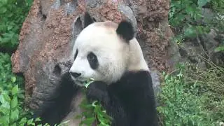 China - Beijing Zoo  - Giant Pandas - 21 May 2018