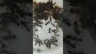Ants drinking sugar water 💦 #edsants
