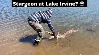 Lake Irvine Prehistoric Fish..... Sturgeon at Lake Irvine ?!