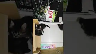 My Kitten Growing Up Compilation - Blackie, Fluffy & Bubble -