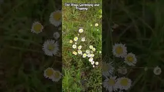 Eastern Fleabane - Erigeron annuus