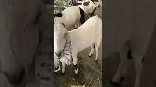 Qurbani Mandi Baqra Cow Mandi update Live 2025 Hafiz CD Center 31 May 2025 (4