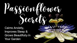 Passionflower Secrets: Calms Anxiety, Improves Sleep & Grows Beautifully in Your GardenPassionflower