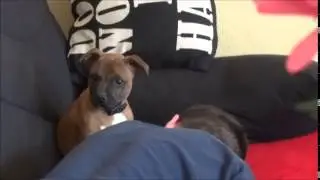 Jeicko - Staffordshire Bull Terrier