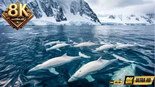 Discover the Arctic 8K &ndash; Epic Wildlife Moments in the Frozen World